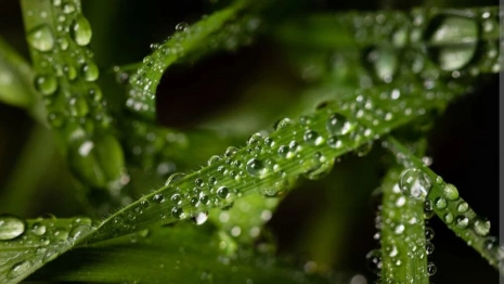 Феодор Стратилат: что можно и нельзя делать 21 июня
