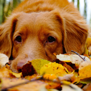 Во Владимире закроют приют для бездомных животных после жалоб жительницы