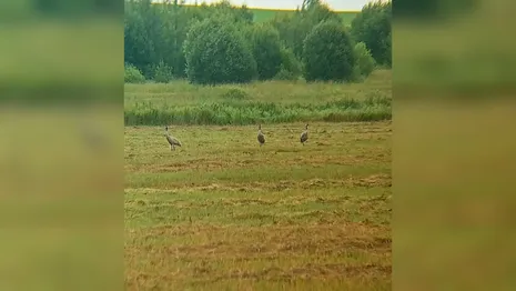 Во Владимирской области заметили серых журавлей