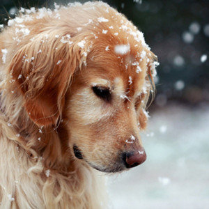 Во Владимирской области на улицу выгнали почти 1,5 тысячи собак