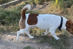 В Киржаче водитель такси помог мальчику найти пропавшую собаку