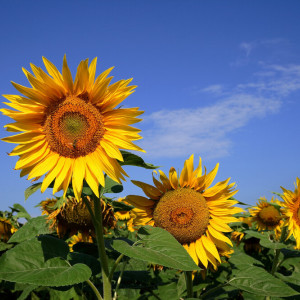 Прогноз погоды во Владимире и области на 10 августа 2025 года