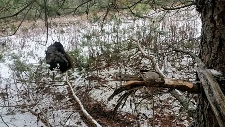 В Меленковском районе обнаружили 7 незаконно установленных капканов