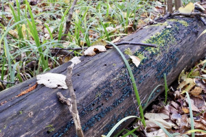Во владимирском лесу нашли голубые и оранжевые грибы