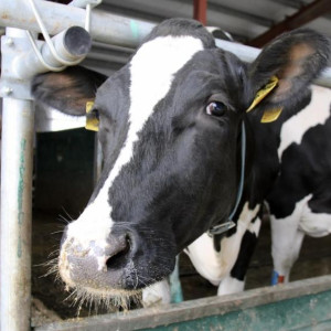 В Суздальском районе открыли молочный комплекс на 480 голов