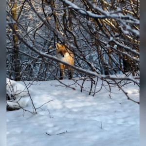 В селе под Юрьев-Польским заметили лисицу