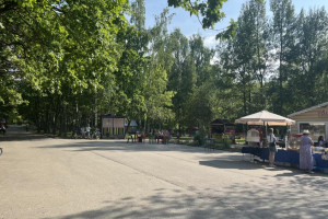 Жители Владимира написали письмо Путину в защиту лесного парка «Дружба» от застройки