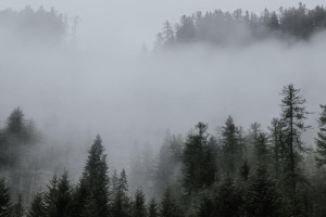 Во Владимирской области спрогнозировали сильный туман и ухудшение видимости