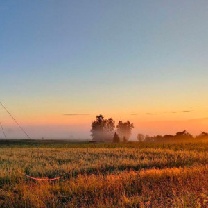 «Последний шанс на жизнь». Владимирцев позвали на поиски пропавшего неделю назад грибника