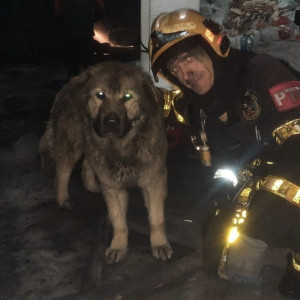 Владимирский спасатель нашел четвероногого друга после пожара на обувном складе