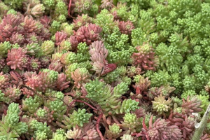 Рабочая неделя во Владимирской области начнется с резкого похолодания и дождей