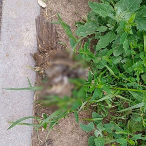 Парк «Добросельский» во Владимире превратился в кладбище птиц
