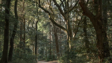 Во Владимирской области 70-летнего мужчину с собакой нашли живым