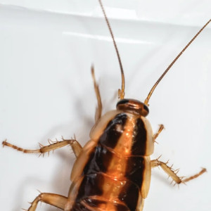 Во Владимире прокуратура проверила школу с тараканами