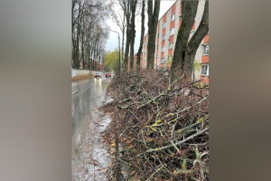Жители Владимира пожаловались на забытые на дороге спиленные ветки