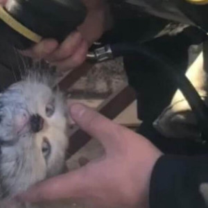 В Коврове пожарные спасли кота из горящей квартиры