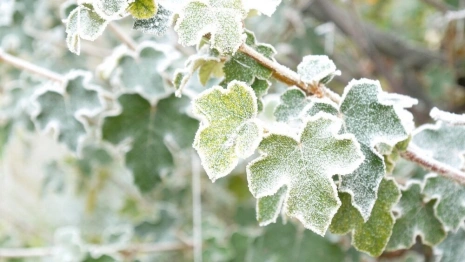 Во Владимирской области объявили оранжевый уровень опасности из-за заморозков
