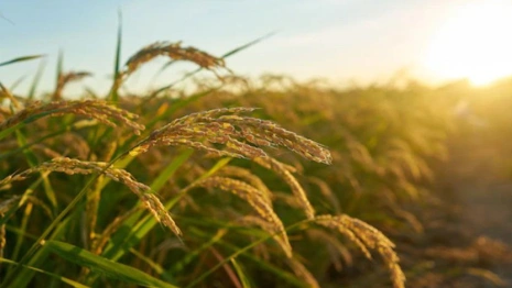 Прогноз погоды во Владимирской области на 26 августа