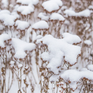 Во Владимирскую область придут два циклона