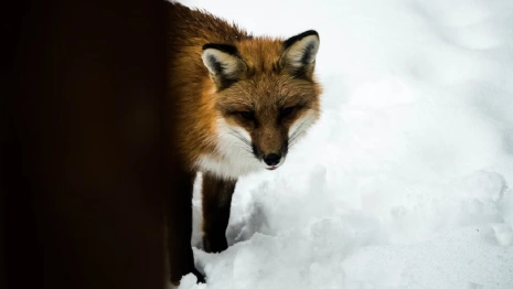 Стала известна причина карантина в двух районах Владимирской области