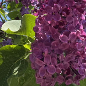 Последняя рабочая неделя мая во Владимирской области будет жаркой