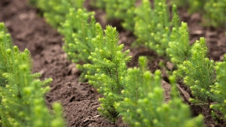 Во Владимирской области в «Саду памяти» высадили 11 тыс. сосен