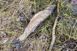 В реке Бакава в Юрьев-Польском районе массово погибла рыба