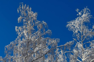 Дойдет ли до Владимирской области накрывший Москву циклон «Хельма»?