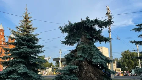 В центре Владимира неизвестные обезглавили голубую ель