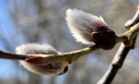 Во Владимирской области пасхальные выходные закончатся 10-градусным теплом