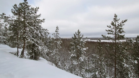 Синоптики рассказали, какой будет зима во Владимирской области