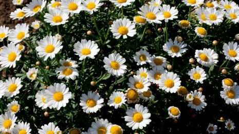 Петр и Феврония: что можно и нельзя делать 8 июля