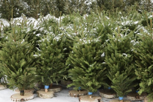 Во Владимире заработали 2 елочных базара