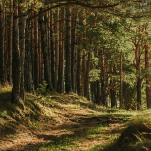 Во Владимирской области нашли живым пропавшего 86-летнего дедушку