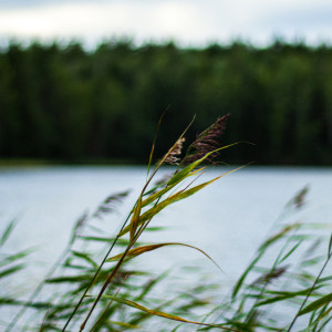 Миронов день: что можно и нельзя делать 21 августа