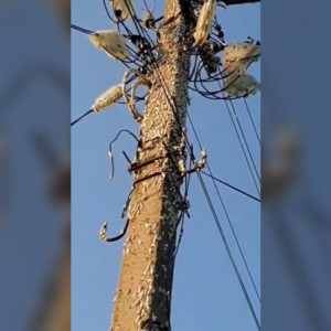 Жители Владимирской области рассказали о массовом нашествии шелкопряда 