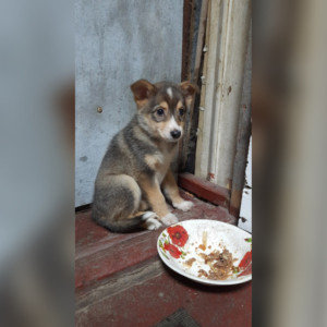 В Собинке неизвестный выбросил щенка на улицу