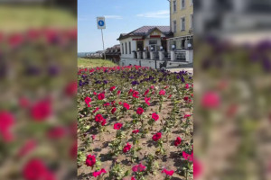 Во Владимире высадили 150 тысяч цветов