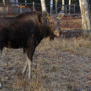 Во Владимирской области арестовали квартиру водителя, сбившего лося