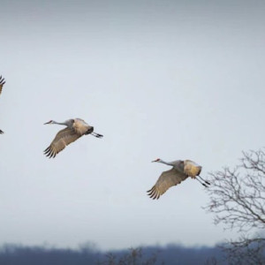 Журавлиное вече: что можно и чего нельзя делать 13 сентября