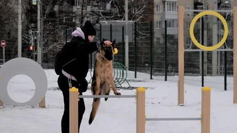 Во Владимире откроют площадку для выгула собак