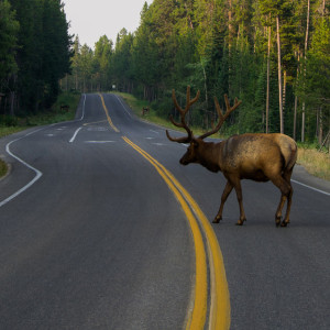 Во Владимирской области на платнике М-12 построят переходы для животных