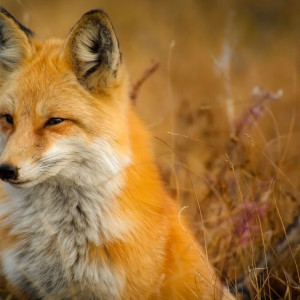 Во Владимирской области назвали сроки охоты на пушных зверей