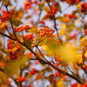 День Рождества Николая Чудотворца: что можно и нельзя делать 11 августа