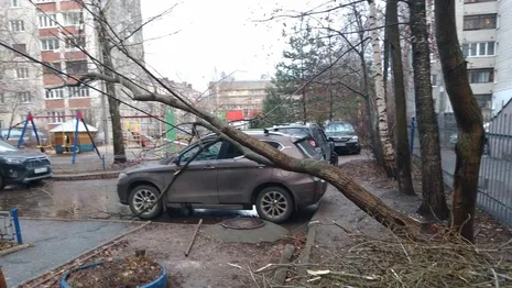 Во Владимире на улице Василисина дерево рухнуло на машину