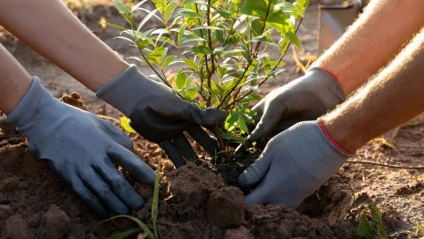 Во Владимирской области высадили 250 тыс. деревьев
