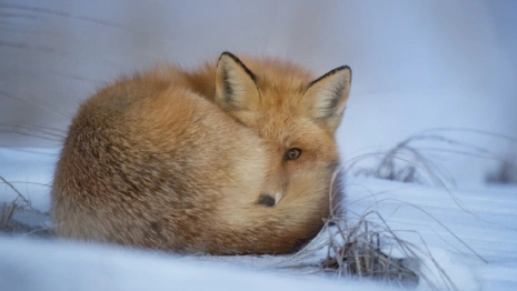 Во Владимирской области выявили еще пять очагов бешенства