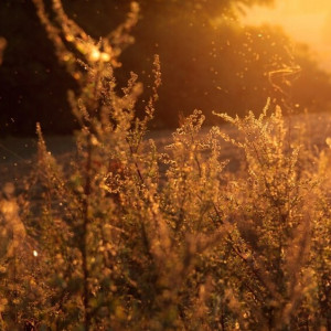 Во Владимирской области установился 4 класс пожарной опасности