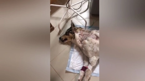 В Александрове состояние выжившей после расстрела собаки оценили как стабильно тяжелое