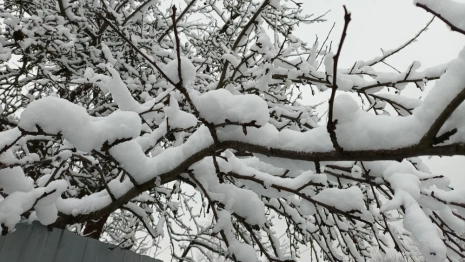 Прогноз погоды во Владимире и области на 26 декабря
